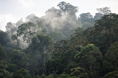 Hala Bala yaban hayatı kutsal tropikal yağmur ormanlarında tepeye yağmur sonra sis ile Ağaçlar.