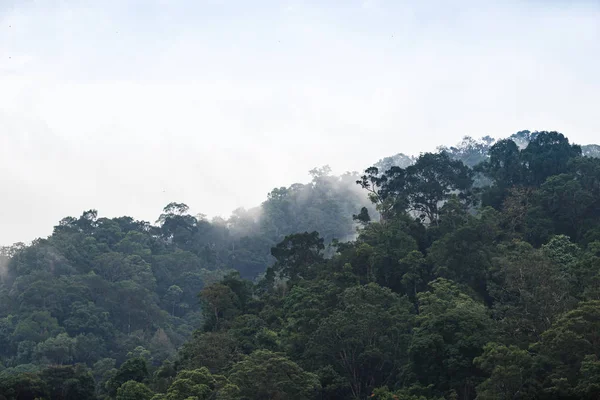 Gli alberi con nebbia dopo aver piovuto sulla collina nella foresta pluviale tropicale di Hala Bala santuario della fauna selvatica . — Foto Stock