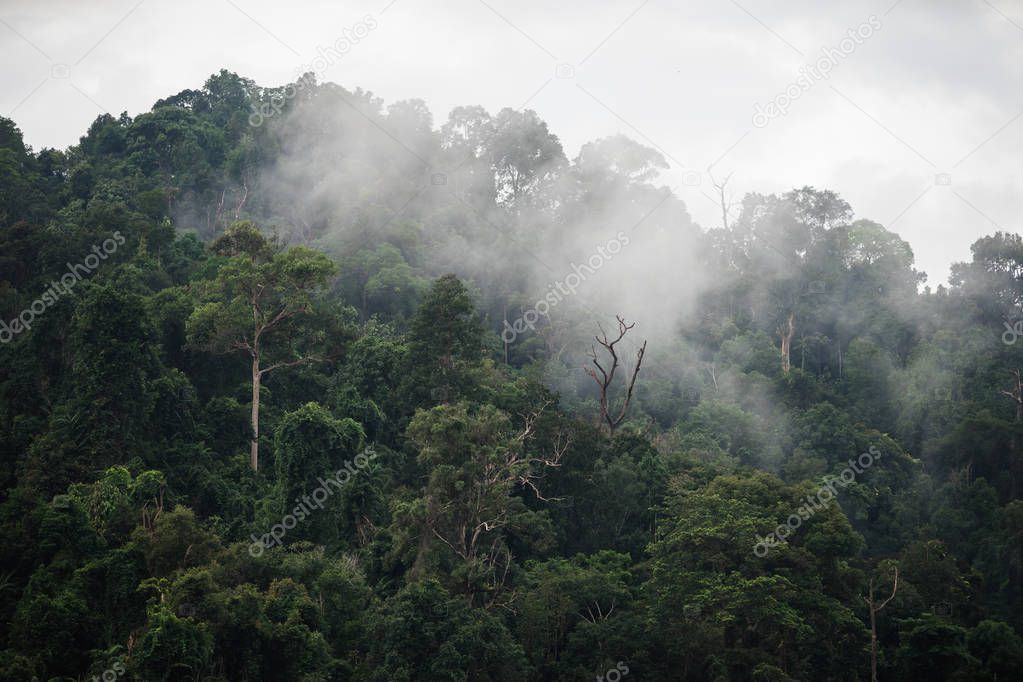 The Trees with fog after raining on the hill in tropical rainforest of Hala Bala wildlife sanctuary.
