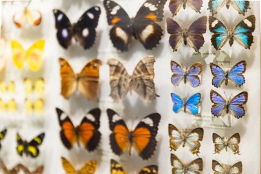 An assorted butterfly collection in a glass display case with name labels in Melbourne museum, Victoria. clipart