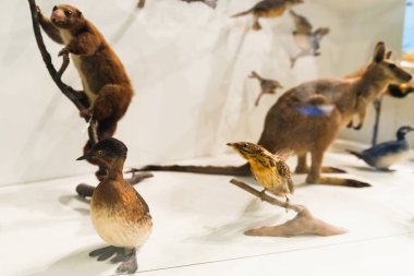 Melbourne, Avustralya - 9 Kasım 2018: Melbourne Müzesi 'nde doldurulmuş hayvanları gösteren dolap 9 Kasım 2018 tarihinde bir tarih ve doğa tarihi müzesidir..