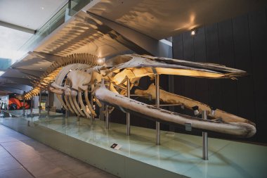 Melbourne, Avustralya - 9 Kasım 2018: Melbourne Müzesi 'nin giriş alanının önündeki mavi balina iskeleti.