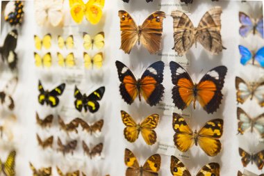 An assorted butterfly collection in a glass display case with name labels in Melbourne museum, Victoria. clipart