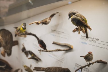 Melbourne, Avustralya - 9 Kasım 2018: Melbourne Müzesi 'nde doldurulmuş kuşları gösteren dolap 9 Kasım 2018 tarihli ve doğal tarih müzesidir..