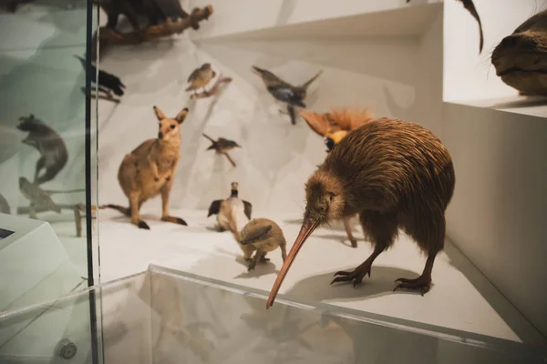 Melbourne, Avustralya - 9 Kasım 2018: Melbourne Müzesi 'nde doldurulmuş hayvanları gösteren dolap 9 Kasım 2018 tarihinde bir tarih ve doğa tarihi müzesidir..