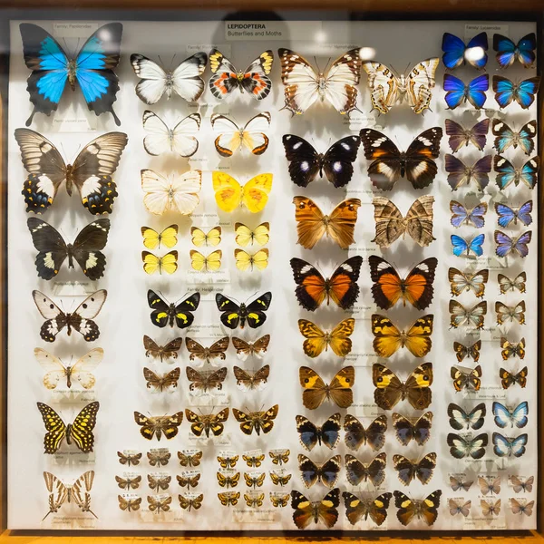 Melbourne Müzesi 'nde üzerinde isim etiketleri bulunan cam bir vitrin içinde çeşitli kelebek koleksiyonu..