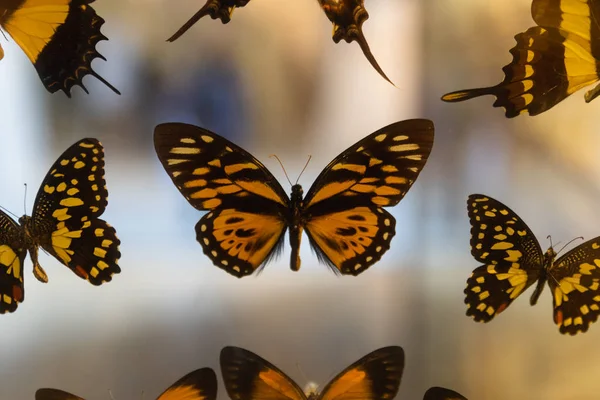 Close up portret motyl wypchany w Melbourne muzeum, Victoria. Obraz Stockowy