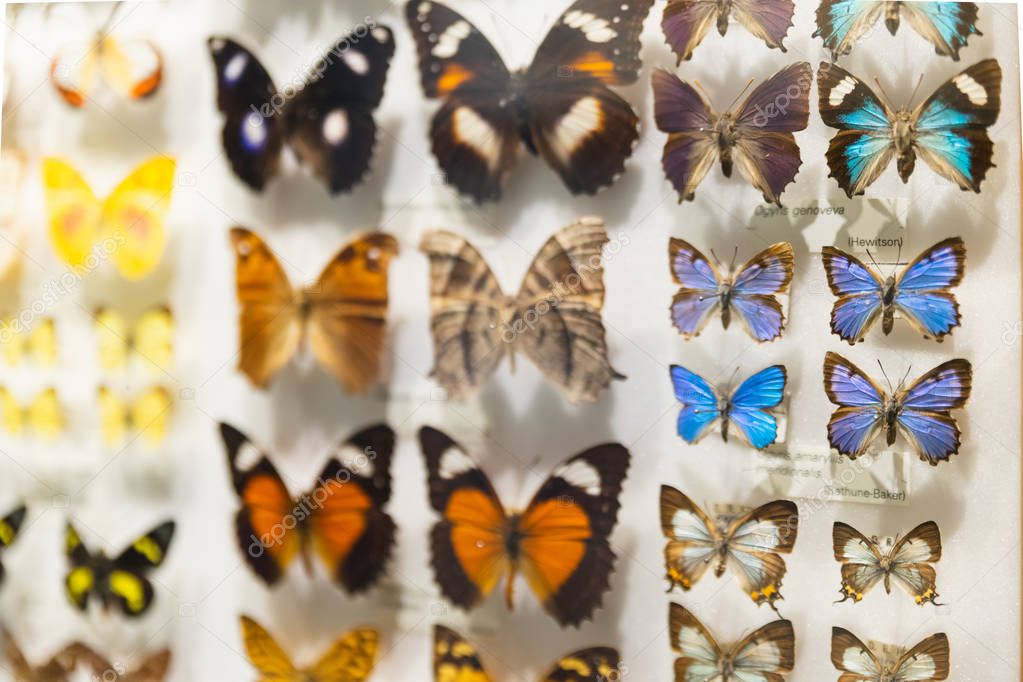 An assorted butterfly collection in a glass display case with name labels in Melbourne museum, Victoria.