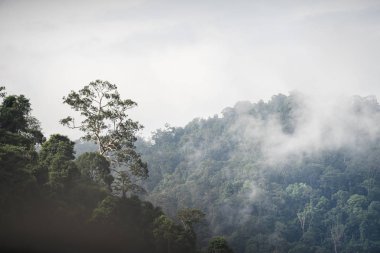 Hala Bala vahşi yaşam sığınağının tropikal yağmur ormanlarındaki tepeye yağmur yağdıktan sonra sisli ağaçlar. Yala, Tayland.