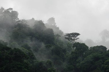 Hala Bala vahşi yaşam sığınağının tropikal yağmur ormanlarındaki tepeye yağmur yağdıktan sonra sisli ağaçlar. Yala, Tayland.