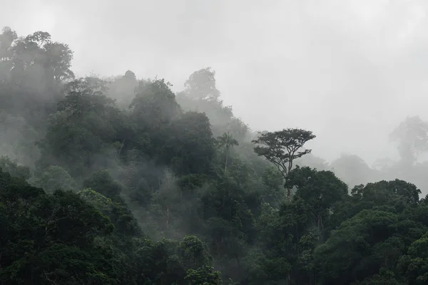在哈拉巴拉野生动物保护区热带雨林的山上，有雾的树木在雨后生长。泰国亚拉. — 图库照片