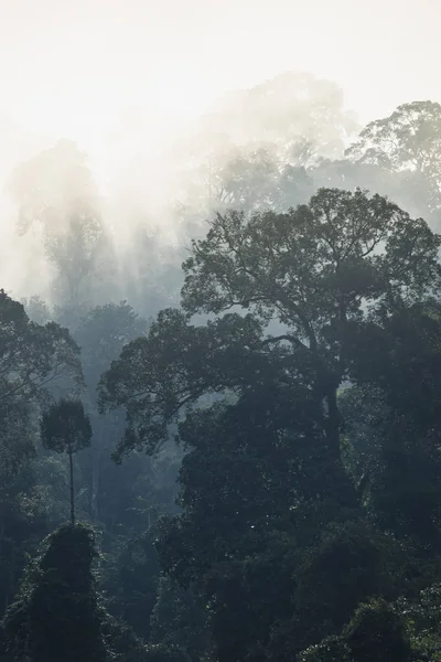 Drzewa z mgłą po deszczu na wzgórzu w tropikalnym lesie deszczowym Hala Bala rezerwat przyrody. Yala, Tajlandia. Zdjęcie Stockowe