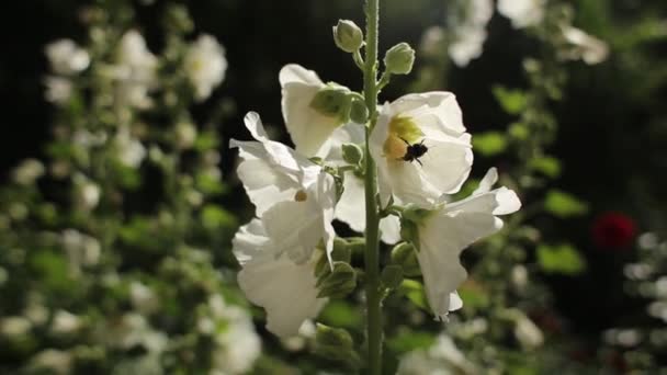 Fleurs Mauve Blanche Malva Dans Jardin — Video