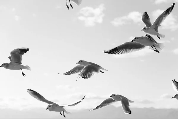 Gaviotas volando en el cielo — Foto de Stock