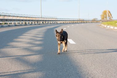 Yolda çalışan siyah shephard köpek küçük köpek yavrusu