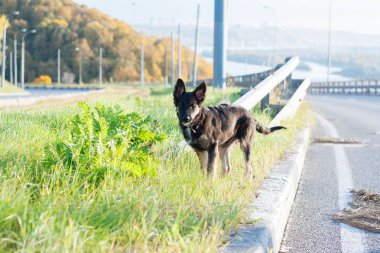 sonbahar manzara siyah shephard küçük köpek yavrusu