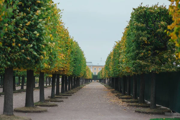 Saint Petersburg, Russia - 18 September 2015 - Trees alley in Peterhof park. — Stock Photo, Image