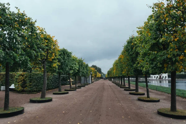 Saint Petersburg, Russia - 18 September 2015 - Trees alley in Peterhof park. — Stock Photo, Image