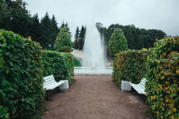 San Petersburgo, Rusia - 18 de septiembre de 2015 - Callejón de los árboles en el parque Peterhof . — Foto de Stock