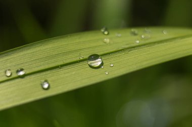 Yağmur makrosu üzerine su damlası ile yeşil yaprak fotoğraf bokeh arkaplanı kapatın