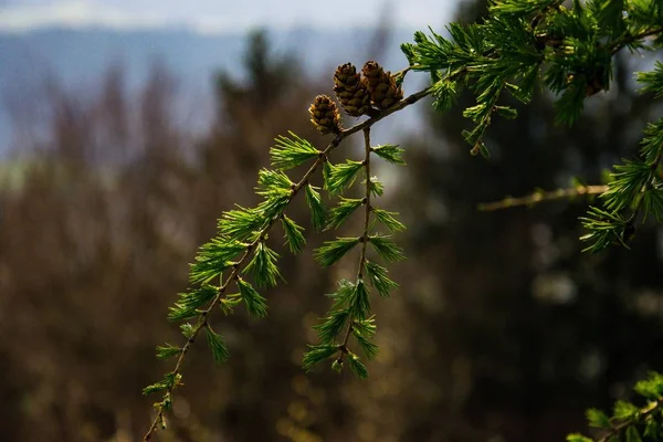 Esta Foto Naturaleza Con Título Primer Plano Pino Jpg Fue — Foto de Stock