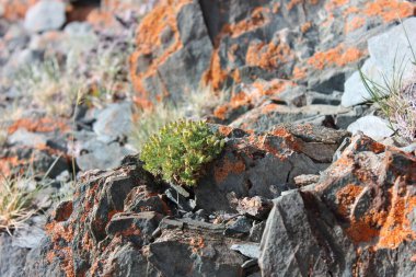 Mugur-Aksy köyünün çevresi. Temmuz 2019.