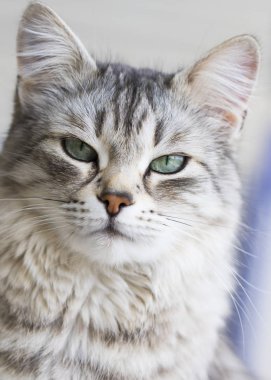 Sevimli sibirya kedi ırkı rahatlayın, hayvan hipoalerjenik evcil hayvan
