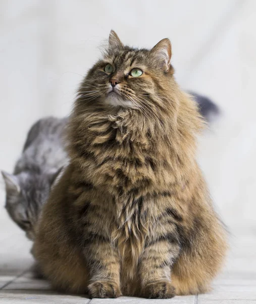 Raça Siberiana Adorável Gato Relaxar Animal Estimação Hipoalergênico Gado — Fotografia de Stock