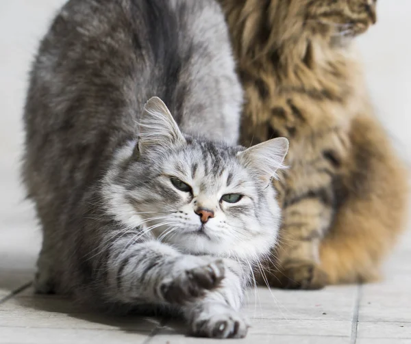 Schattig Siberische Ras Van Kat Ontspannen Hypoallergene Huisdier Van Vee — Stockfoto