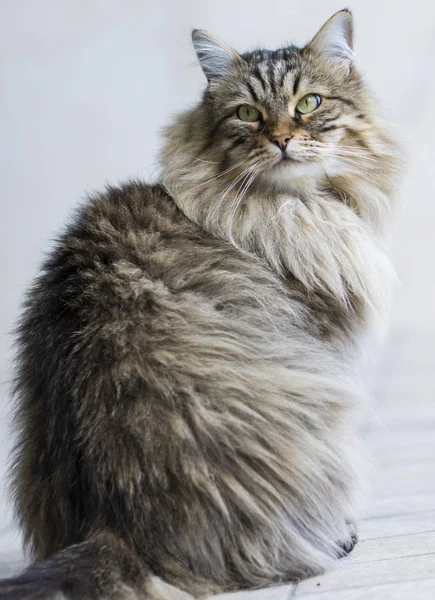 Raça Siberiana Adorável Gato Relaxar Animal Estimação Hipoalergênico Gado — Fotografia de Stock