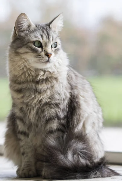 Raça Siberiana Adorável Gato Relaxar Animal Estimação Hipoalergênico Gado — Fotografia de Stock