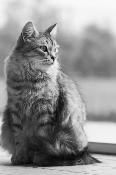 Αξιολάτρευτο Σιβηρίας Φυλή Της Γάτας Στη Χαλάρωση Υποαλλεργικό Κατοικίδιο Ζώο — Φωτογραφία Αρχείου