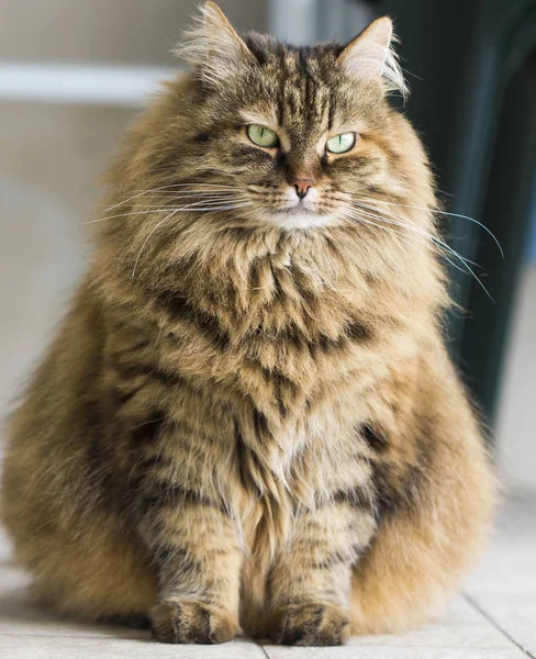 Bedårande Siberian Rasen Katt Relax Allergivänliga Pet Boskap — Stockfoto