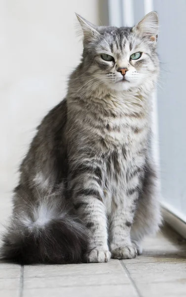 可爱的西伯利亚品种的猫在放松 低过敏性宠物的牲畜 — 图库照片