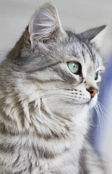 Raça Siberiana Adorável Gato Relaxar Animal Estimação Hipoalergênico Gado — Fotografia de Stock