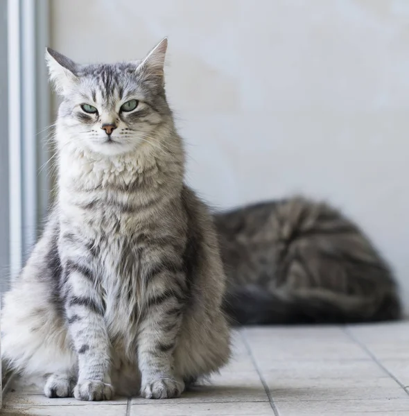 可爱的西伯利亚品种的猫在放松 低过敏性宠物的牲畜 — 图库照片