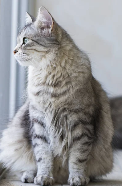 Sevimli Sibirya Kedi Irkı Rahatlayın Hayvan Hipoalerjenik Evcil Hayvan — Stok fotoğraf