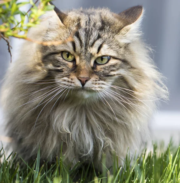 Adorable Gato Macho Tabby Marrón Con Pelo Kong Mascota Raza — Foto de Stock