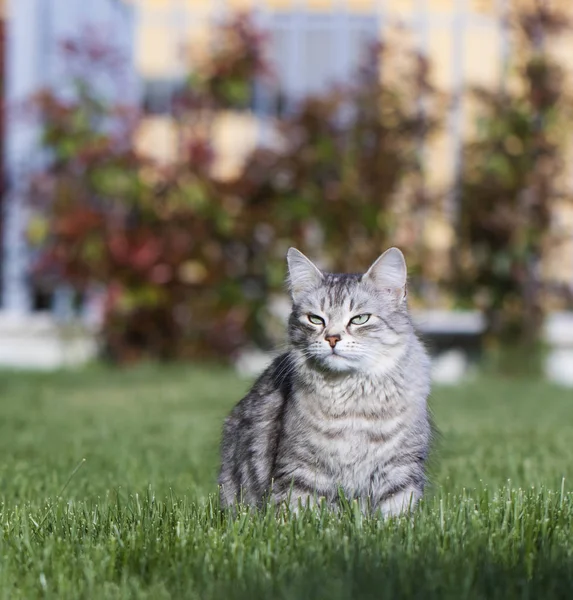 Adorável Gato Pêlo Comprido Gado Jardim Siberiano Animal Estimação Raça — Fotografia de Stock