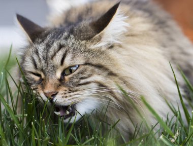 Sevimli sibirya kedi ırkı rahatlayın, hayvan hipoalerjenik evcil hayvan
