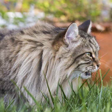 Bir bahçe, Sibirya safkan evde beslenen hayvan hayvancılık çok güzel uzun saçlı kedi