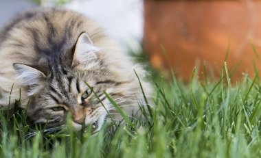 Bir bahçe, Sibirya safkan evde beslenen hayvan hayvancılık çok güzel uzun saçlı kedi