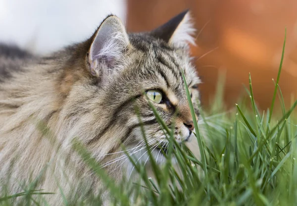 シベリア純血種のペットの家畜のかわいい長い髪の猫 — ストック写真