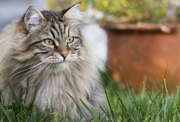 시베리아 동물의 스러운 고양이 — 스톡 사진
