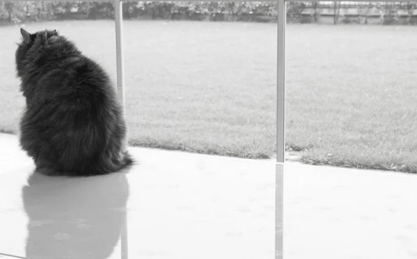 Симпатичная кошка из скота, сибирская порода. Очаровательный домашний питомец с длинными волосами на открытом воздухе на стеклянном столе — стоковое фото