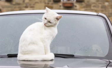 Bir avlu içinde güzellik çiftliği kedi
