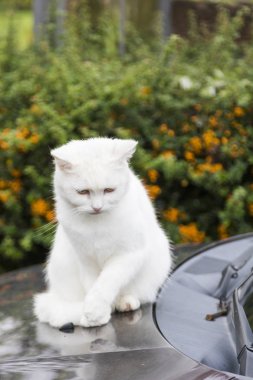 Bir avlu içinde güzellik çiftliği kedi