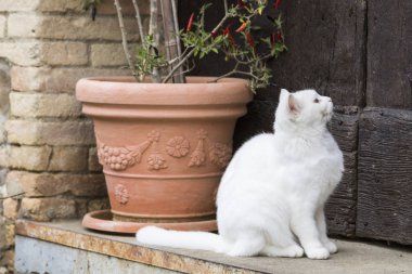 Kapıyı arıyorsunuz bir avlu içinde güzellik çiftliği kedi