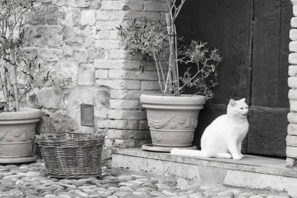 Beauty farm kočka ve dvoře, venkovní — Stock fotografie