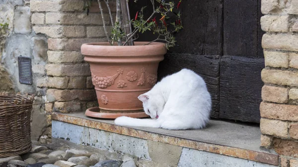 Schönheitsfarm Katze im Hof leckt an der Tür — Stockfoto